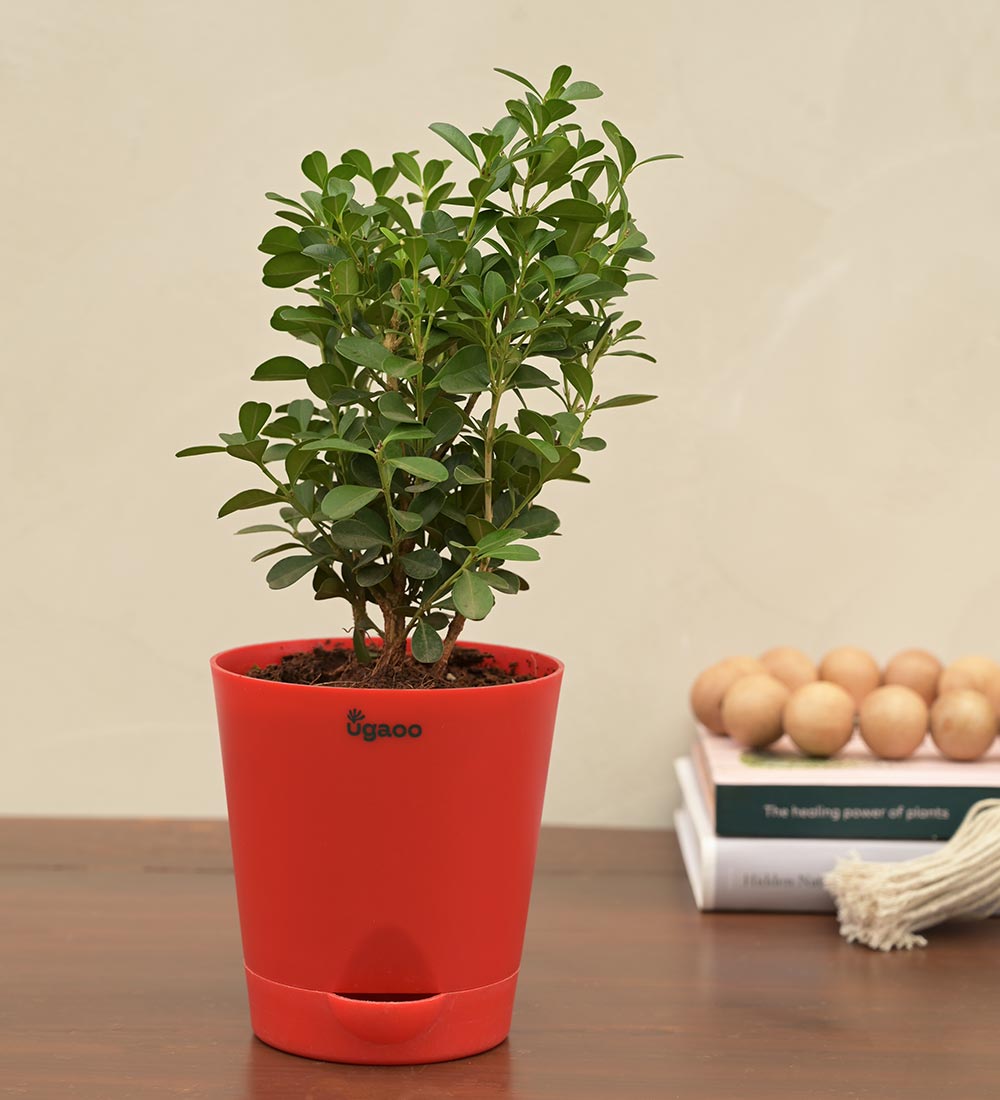 Boxwood Buxus Plant