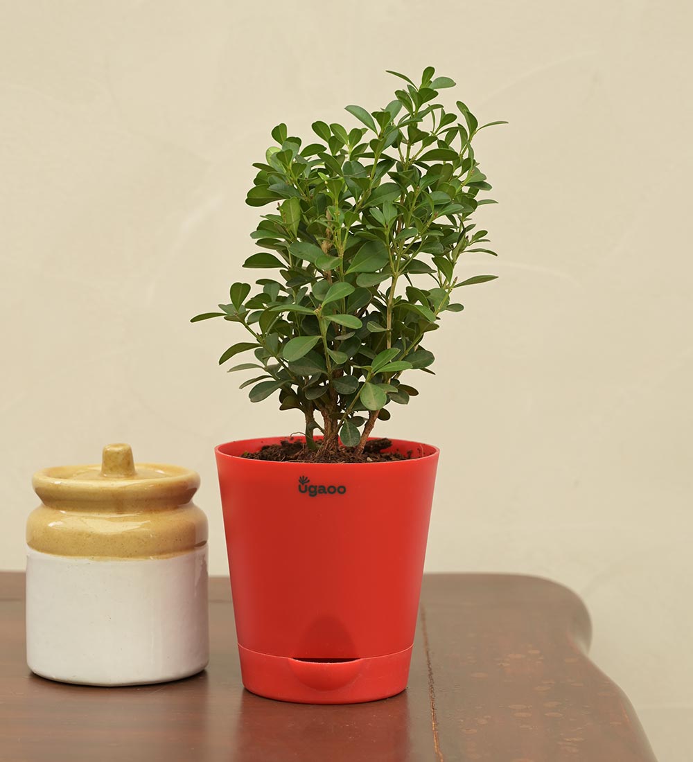 Boxwood Buxus Plant