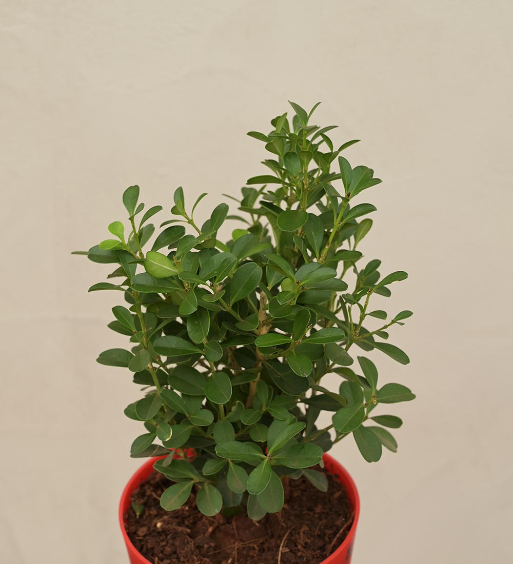 Boxwood Buxus Plant