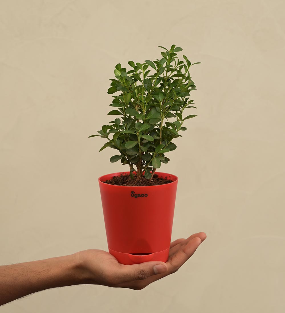 Boxwood Buxus Plant