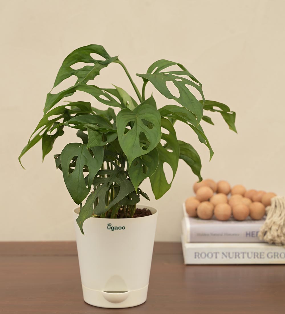 Buy Birthday special money plant online from Nurserylive at lowest price.
