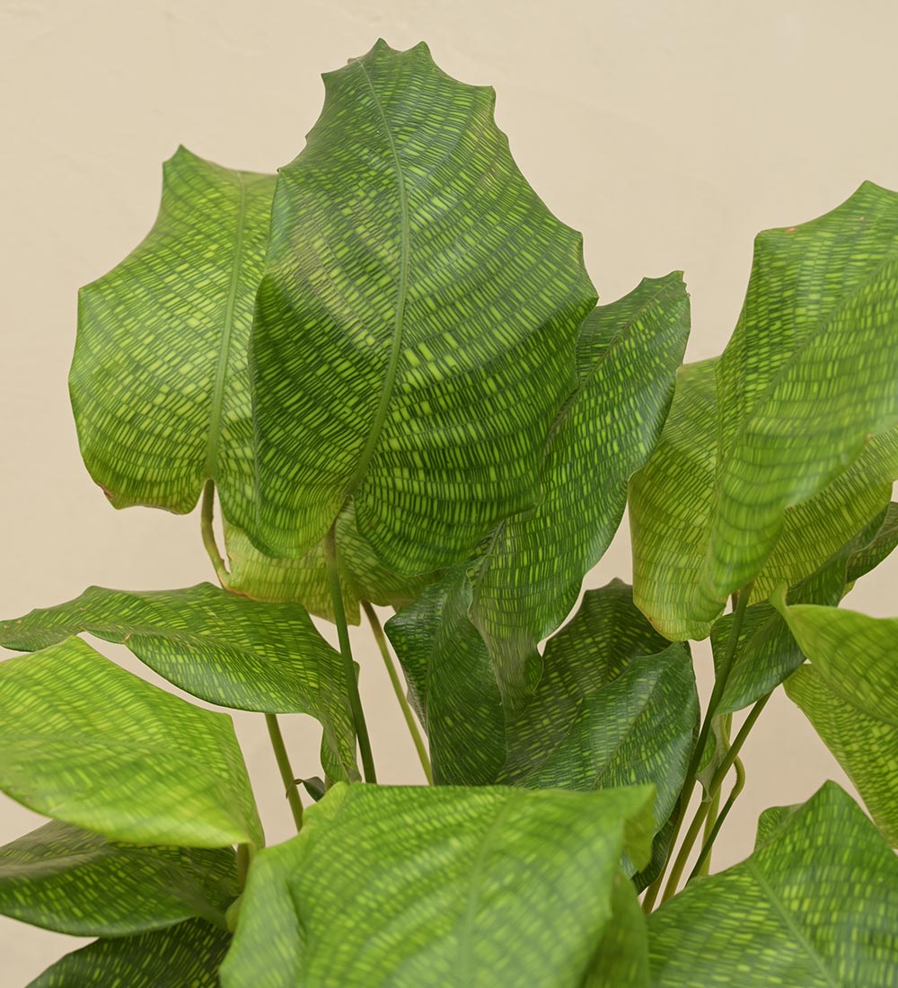 Calathea Network Plant