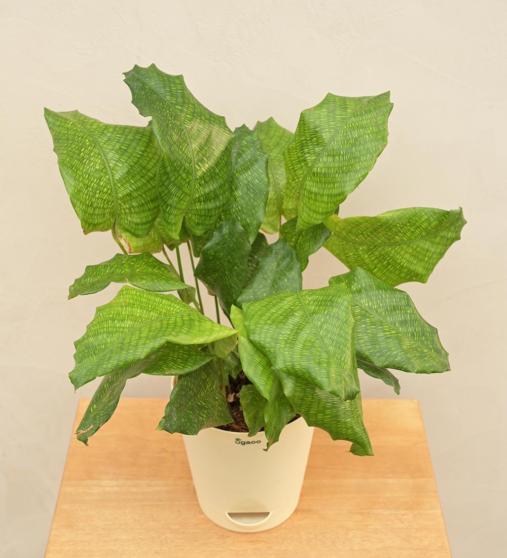 Calathea Network Plant