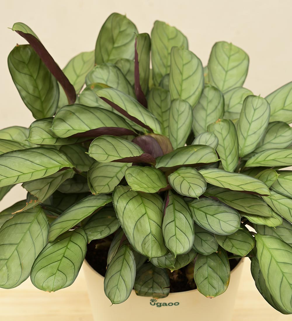 Calathea Prayer Plant - Medium