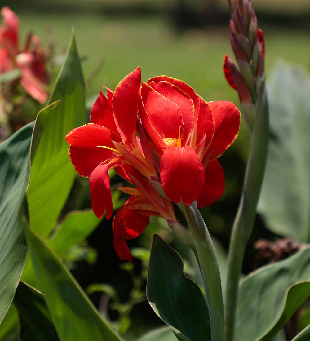 Canna Lily Bulbs