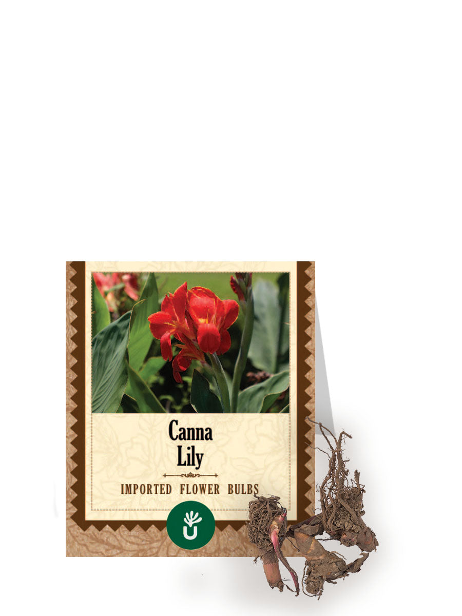 Canna Lily Bulbs