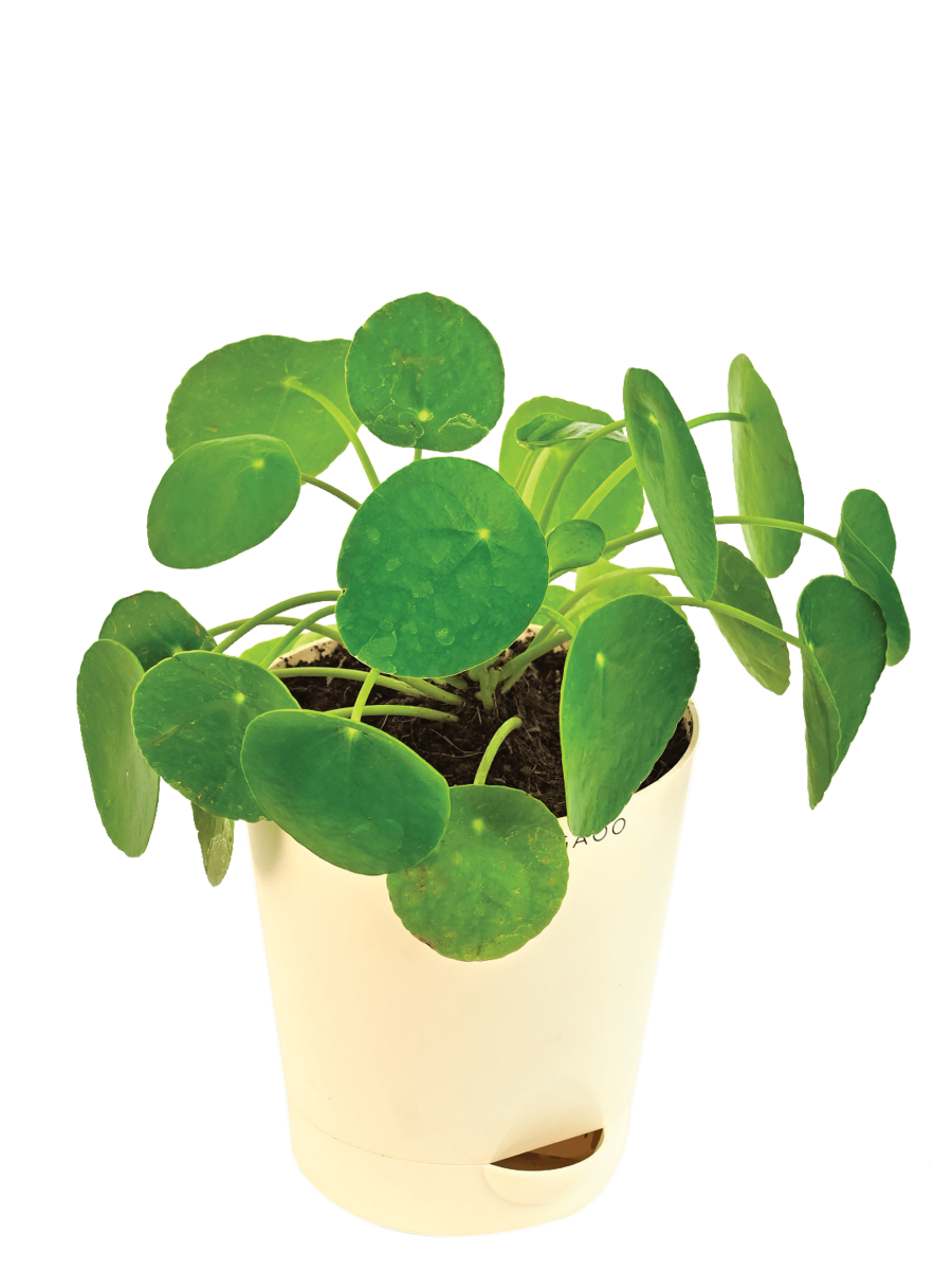 Chinese Money Plant