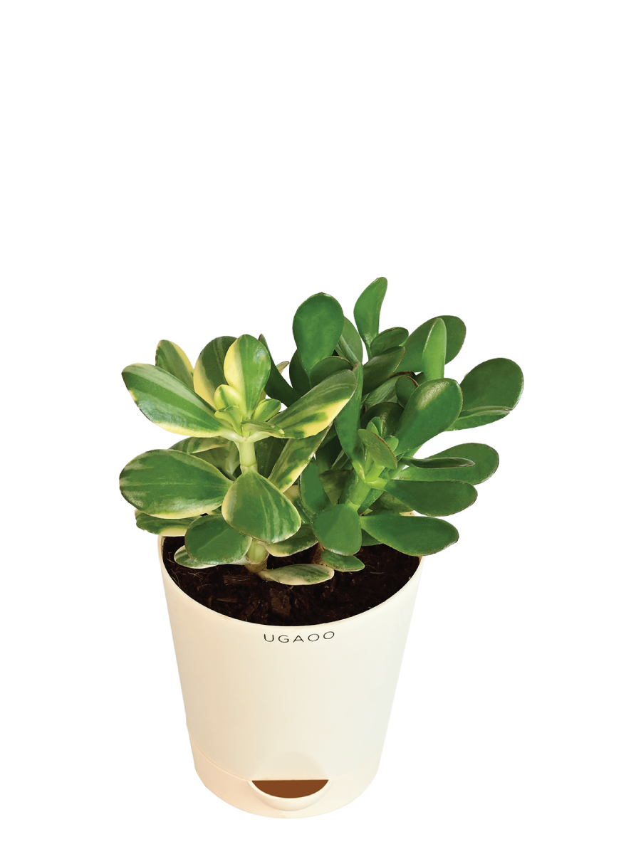 Crassula Ovata Green and Variegated Plant Bouquet