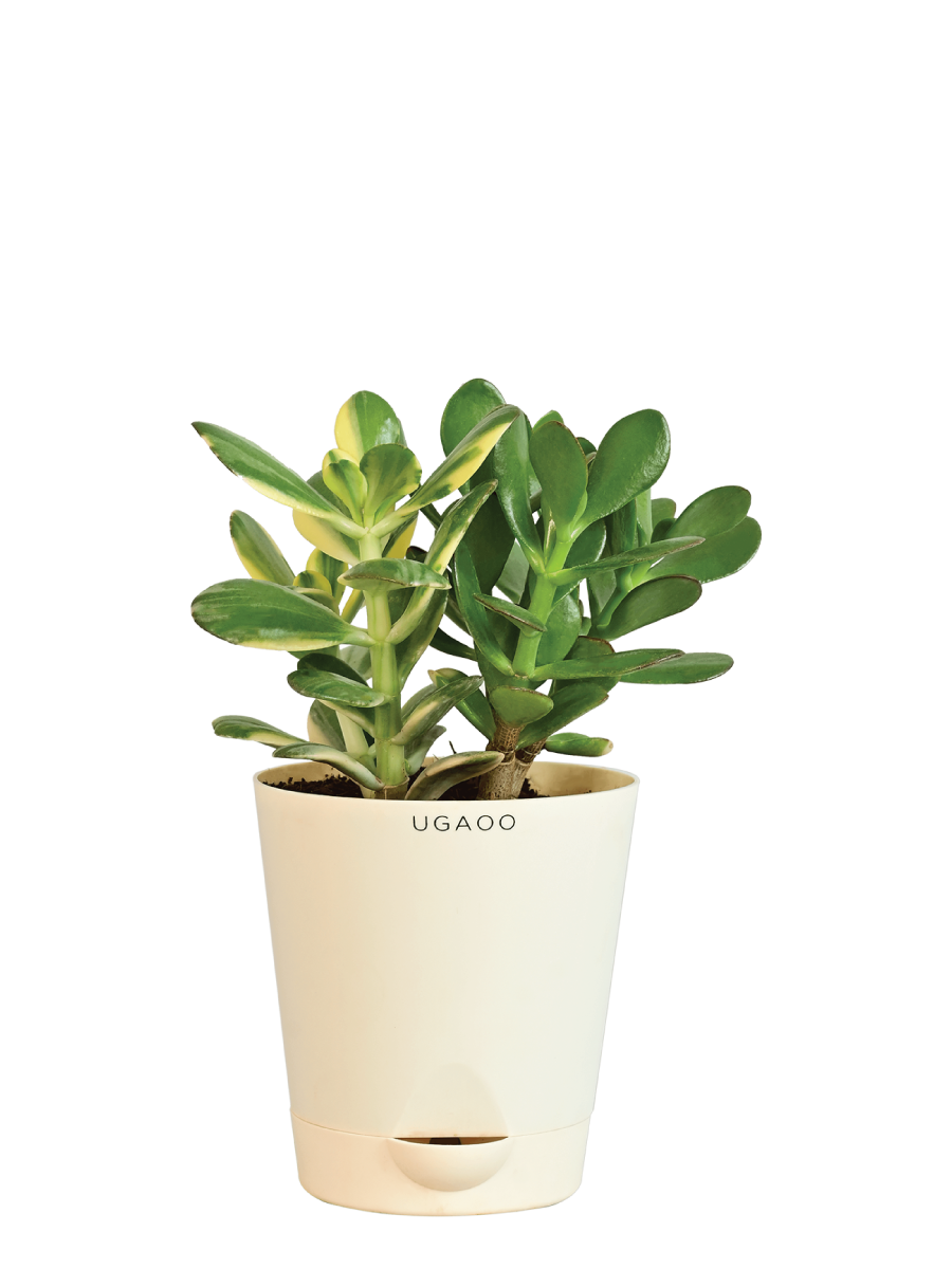 Crassula Ovata Green and Variegated Plant Bouquet