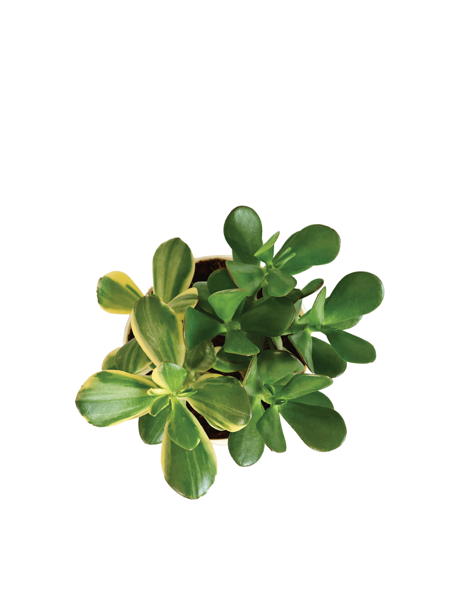 Crassula Ovata Green and Variegated Plant Bouquet