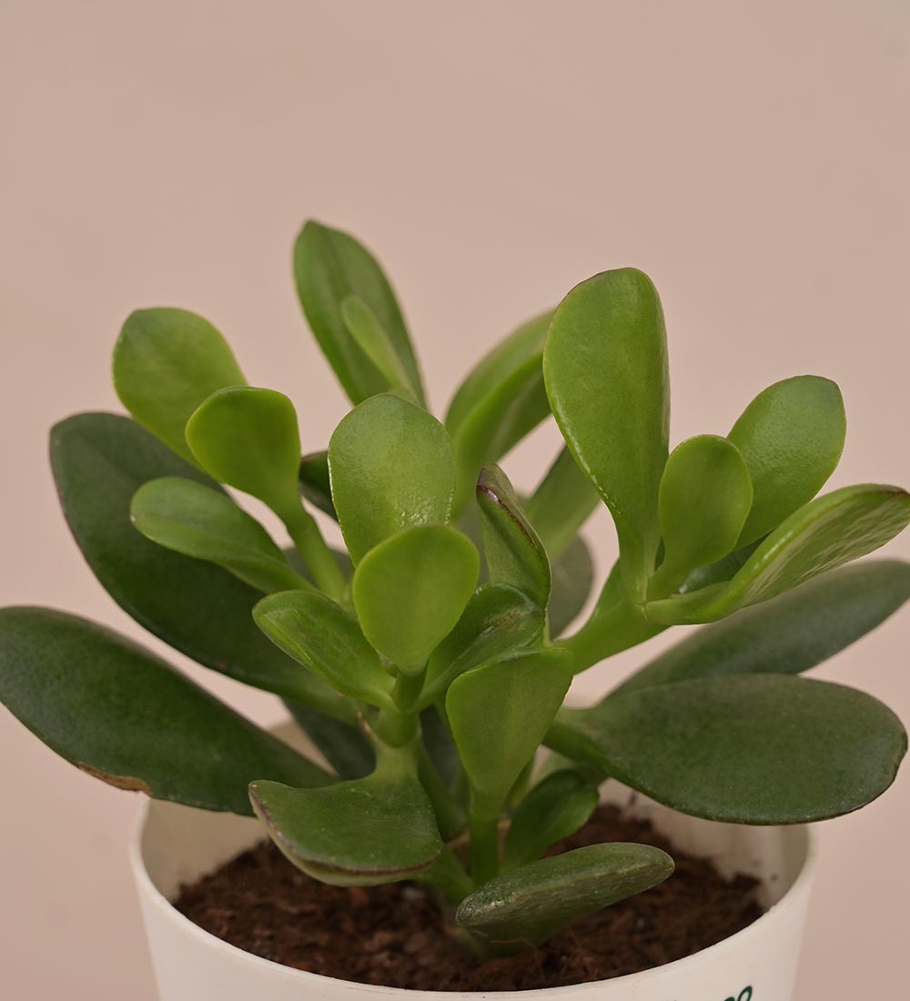 Crassula Ovata Plant Gift Hamper