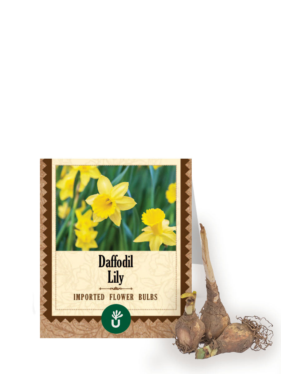 Daffodil Lily Bulbs