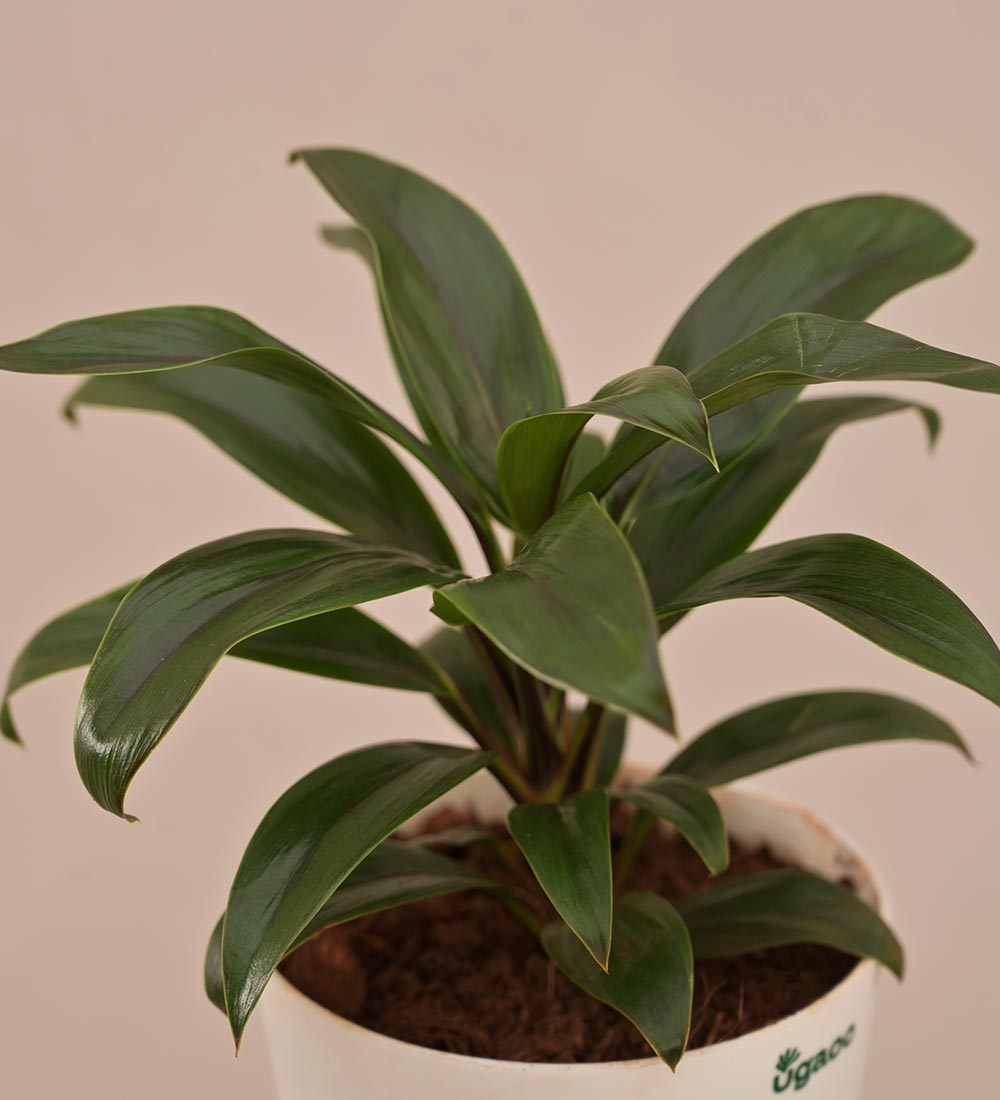 Dracaena Coffee Plant