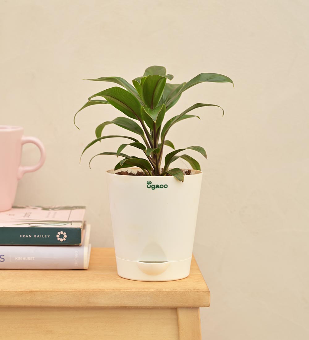 Dracaena Coffee Plant