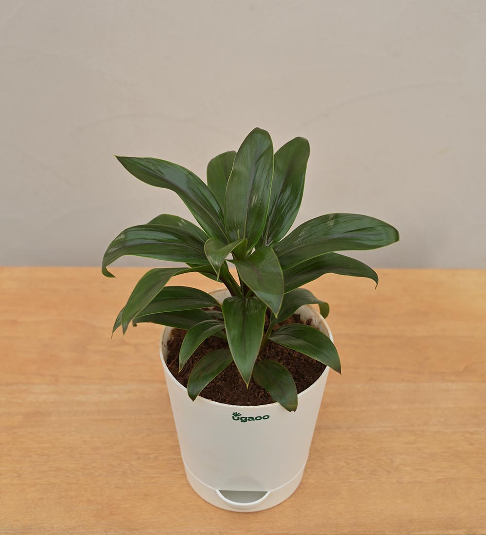 Dracaena Coffee Plant