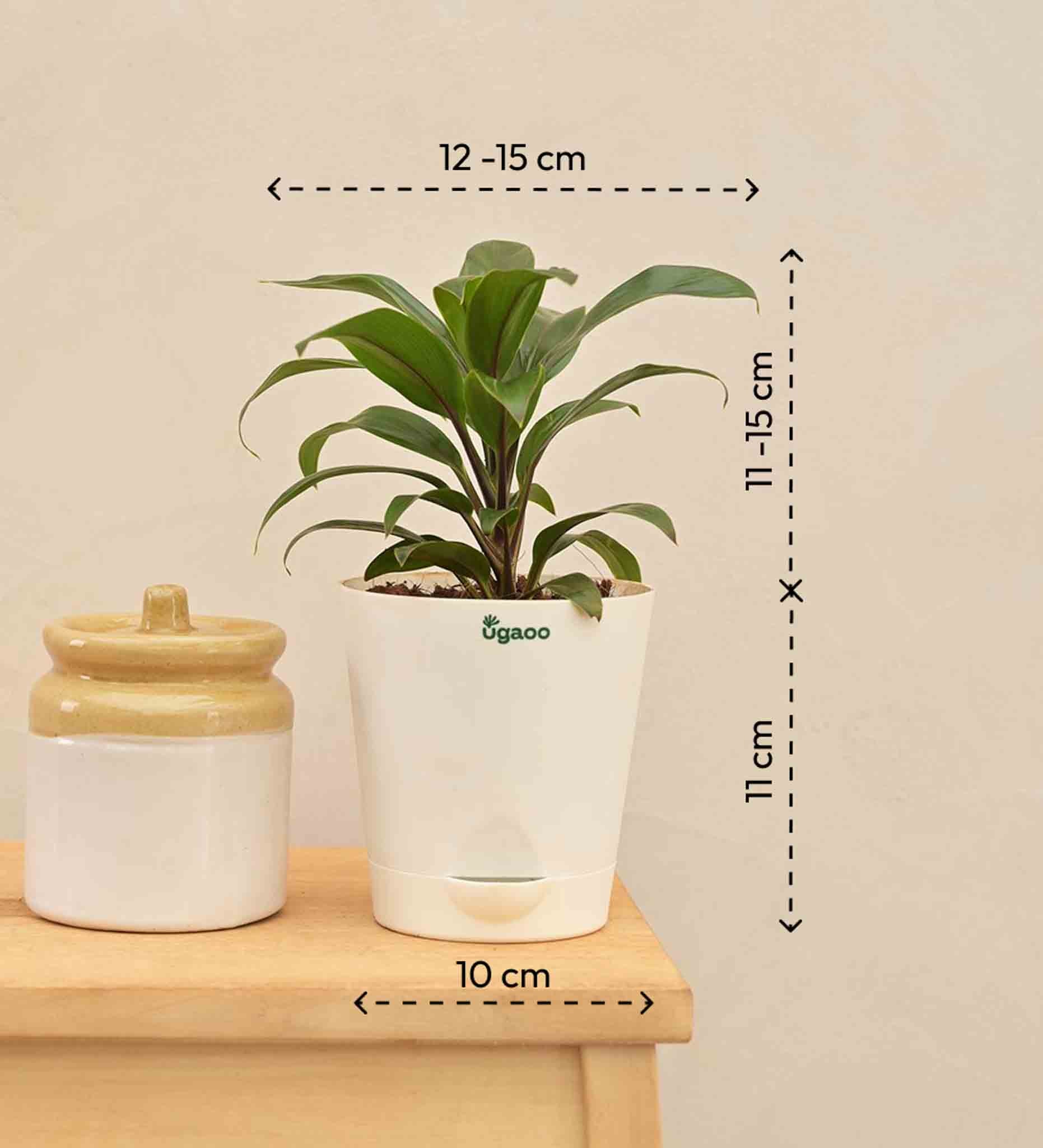 Dracaena Coffee Plant