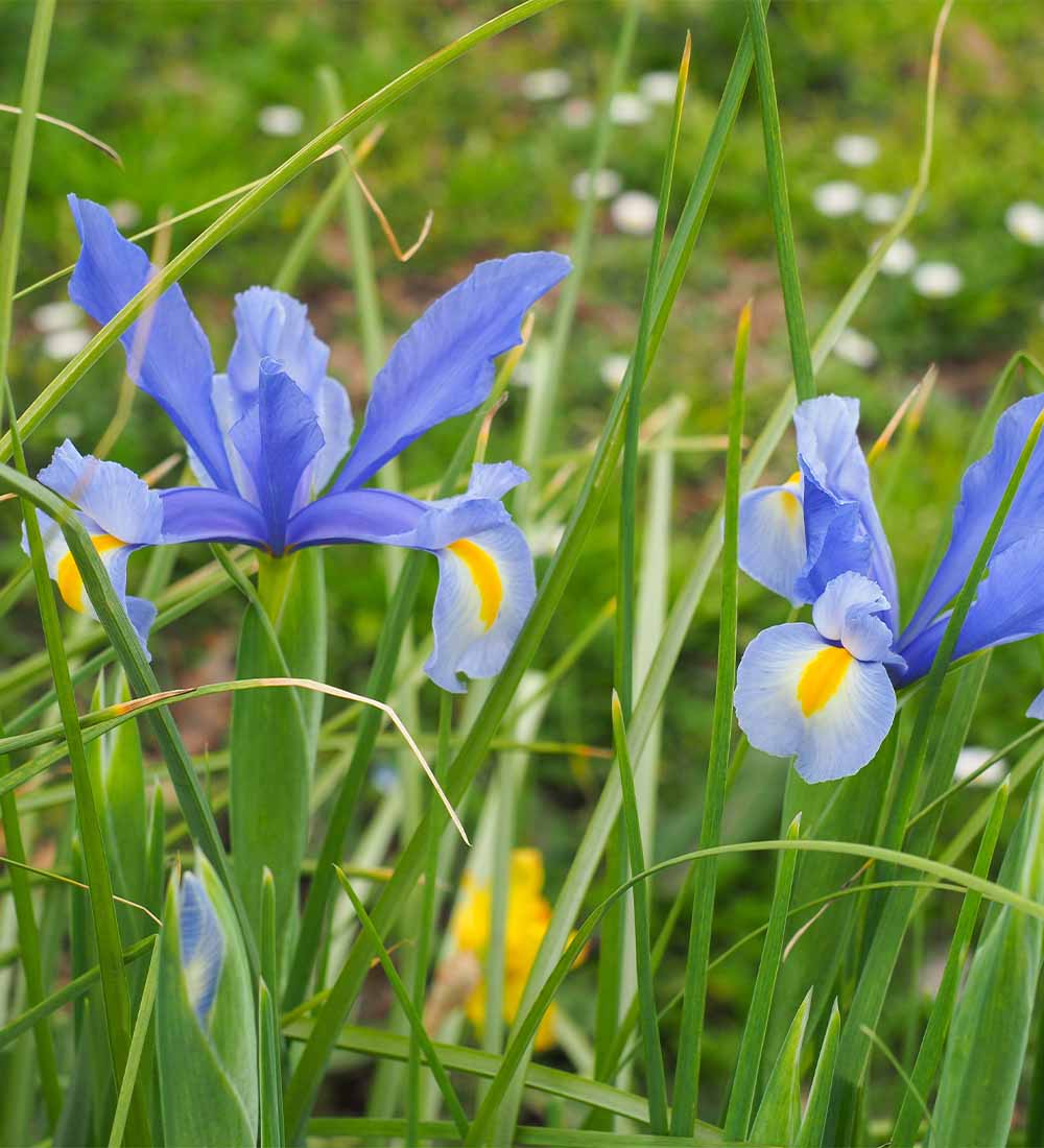 Dutch Iris Bulbs