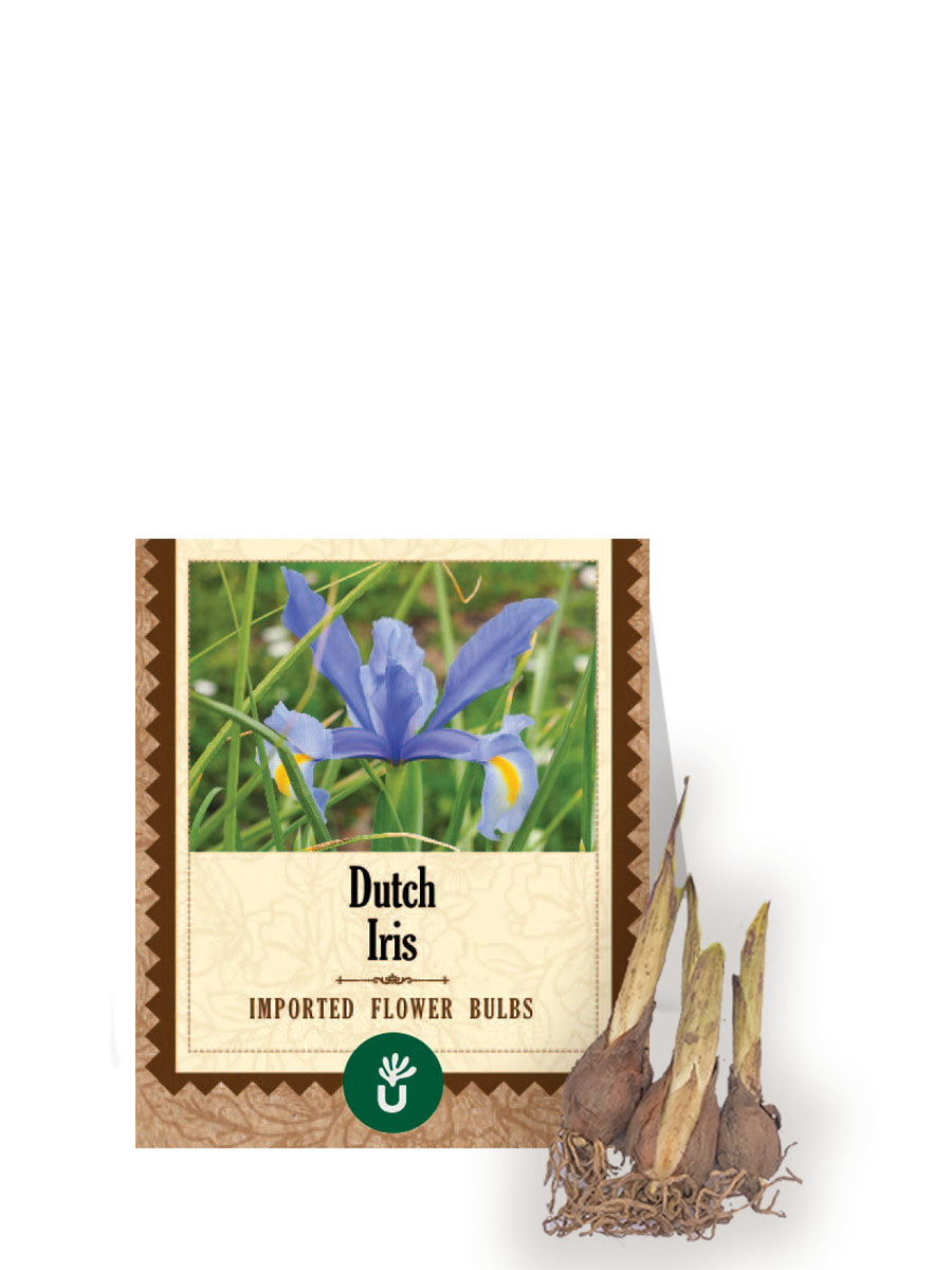 Dutch Iris Bulbs