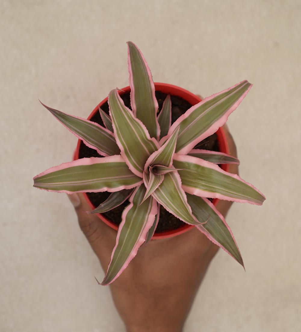 Earth Star Plant - Pink Gift Hamper