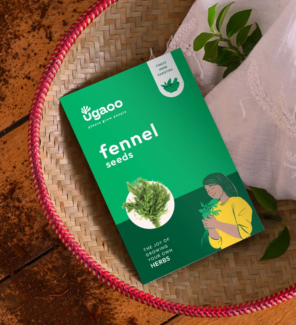 Fennel Seeds