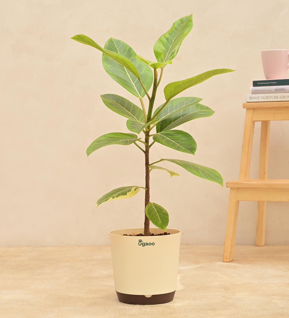 Ficus Benghalensis Variegated