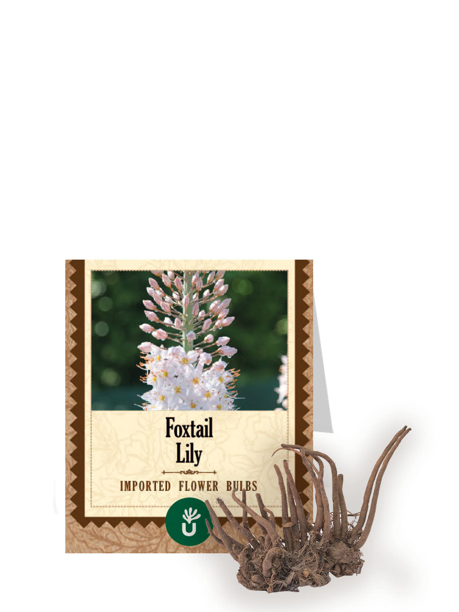 Foxtail Bulbs