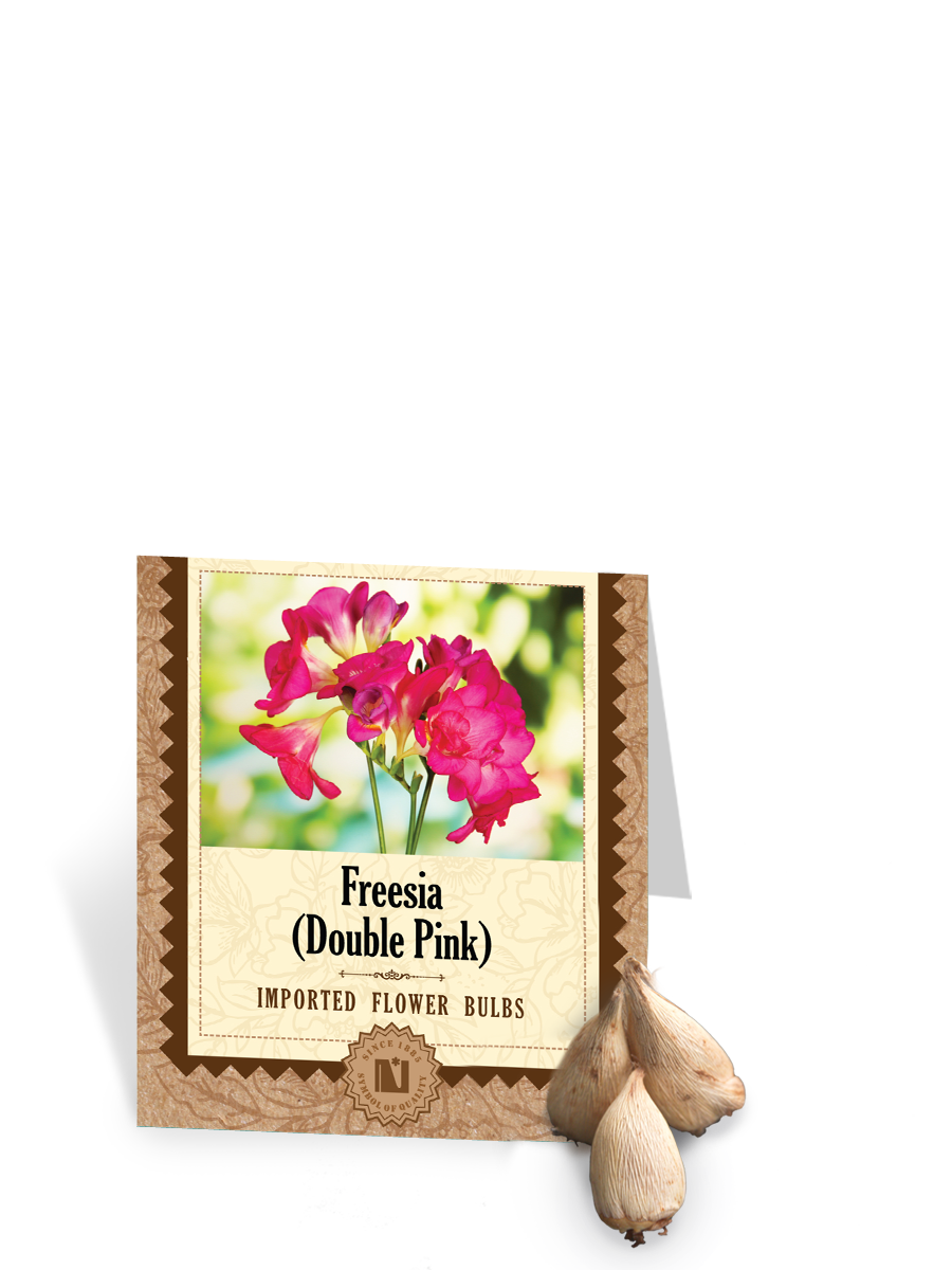 Freesia Double Pink Bulbs