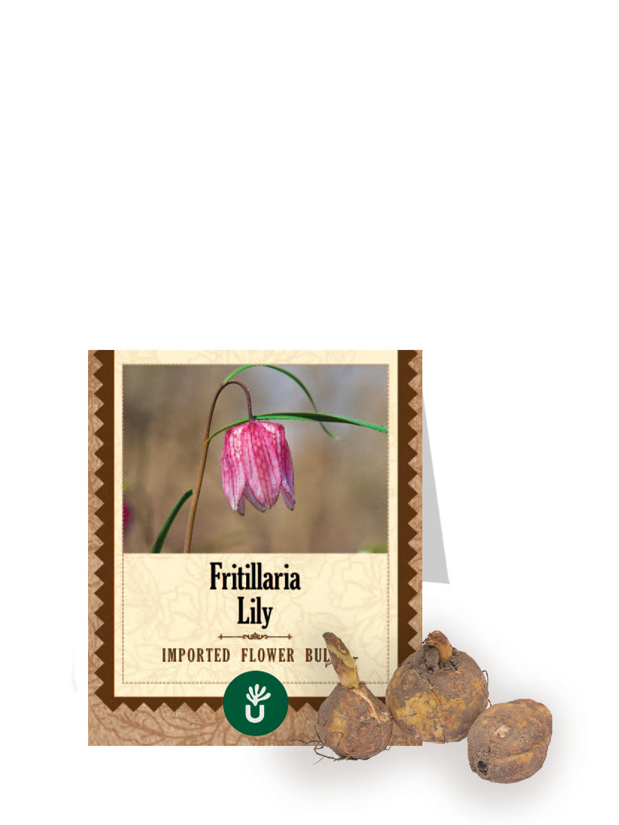 Fritillaria lily Bulbs