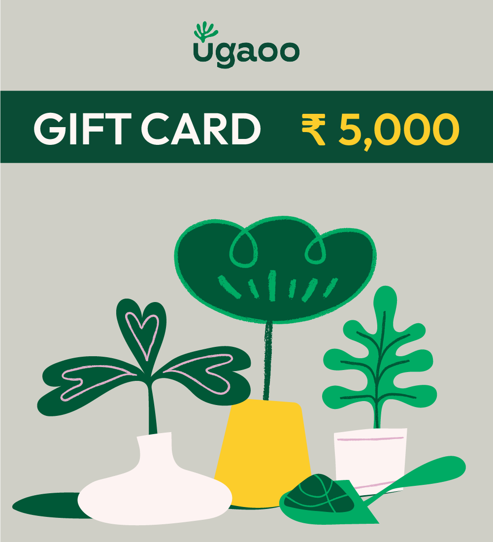 Gift Fresh Live Plants Online India | Housewarming Gift