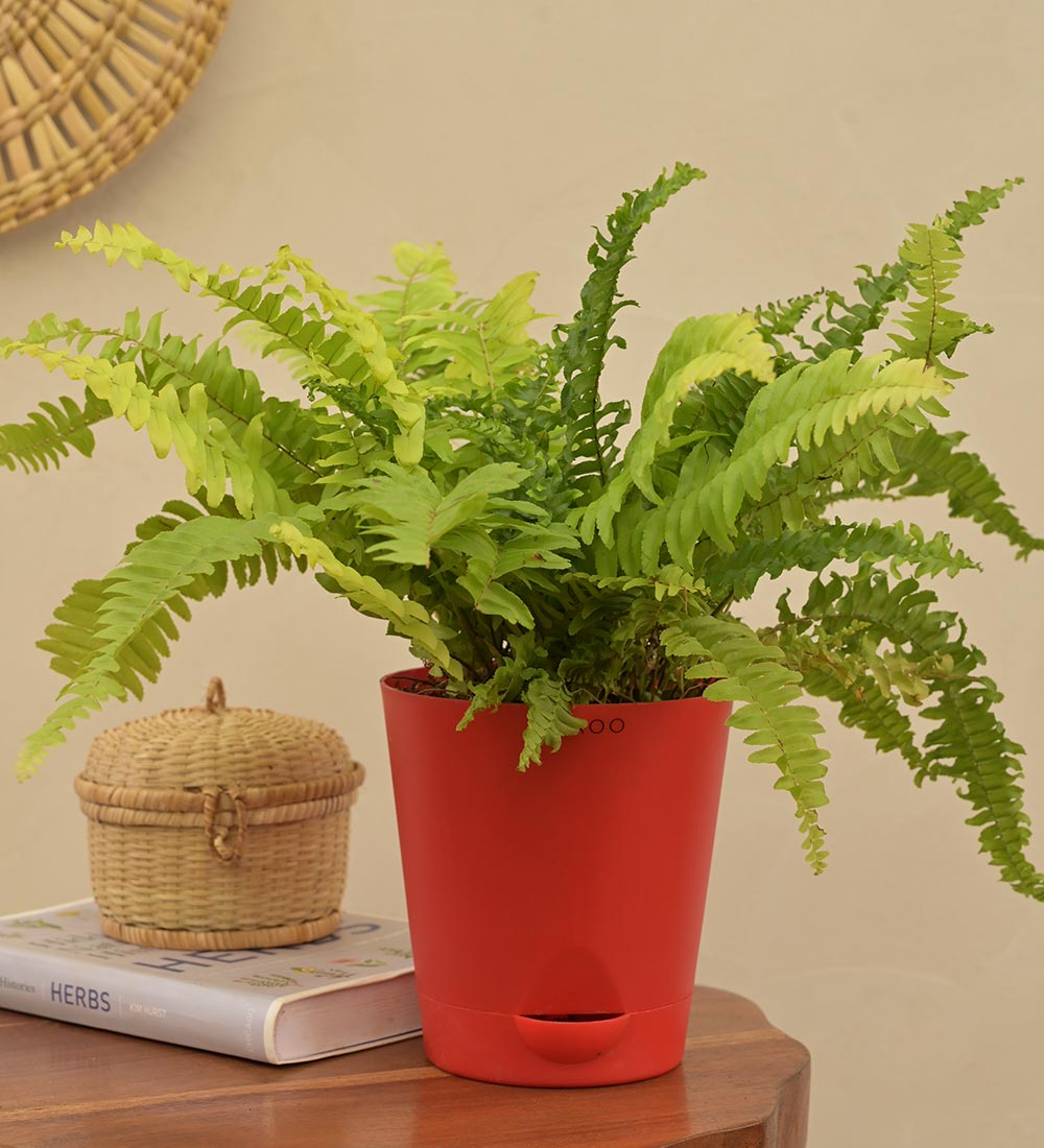 Golden Fern and Green Fern Mini Plant Bouquet