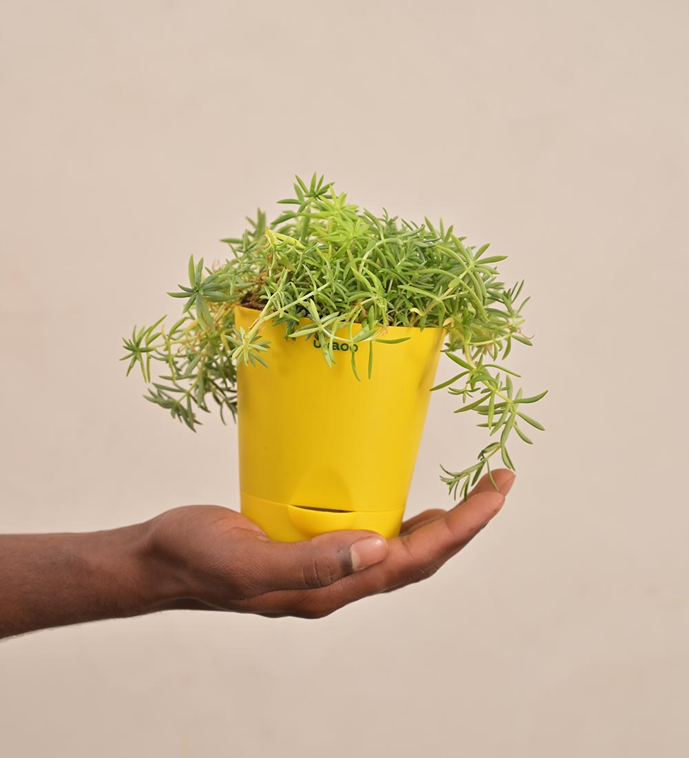 Golden Sedum Plant