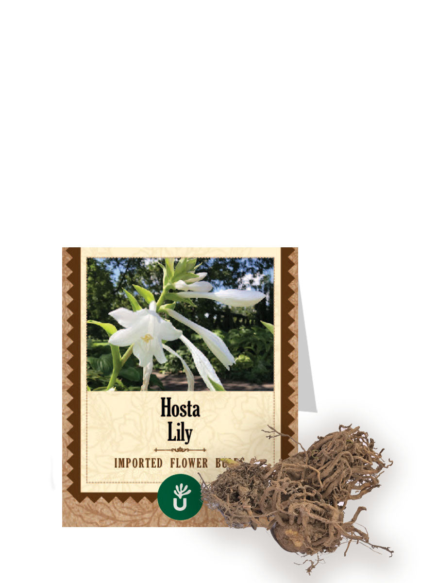 Hosta Lily Bulbs