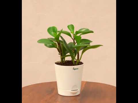 Peperomia Green Plant