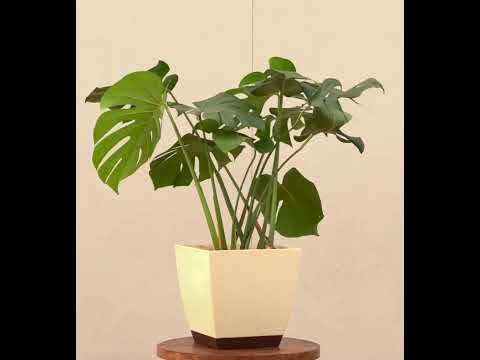 Monstera Deliciosa Plant - XL