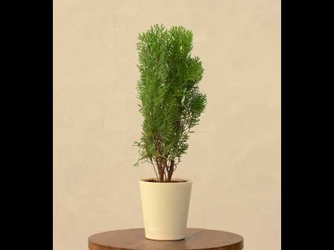 Thuja Plant