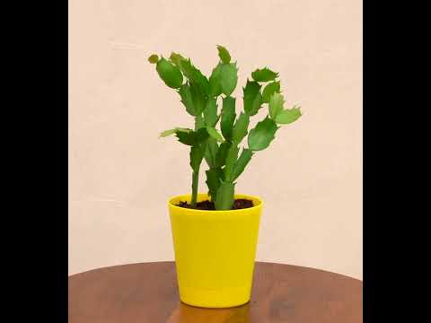 Buy Toymaxx Dancing Cactus Talking Toy, Repeat What You Say, Voice Repeat  Speaking Toy for Kids, Girls Online at Best Prices in India - JioMart.