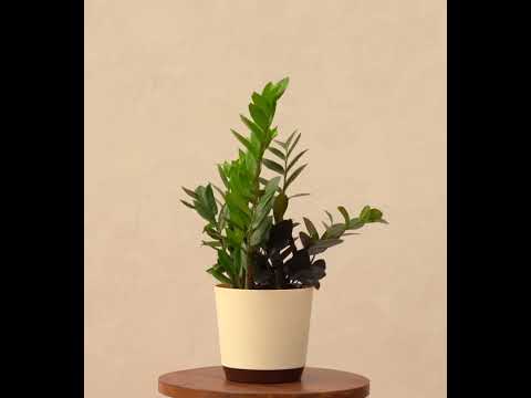 Zamia Green and Zamia Black Plant Bouquet