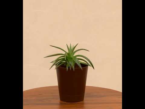 Aloe Vera Green Mini Plant