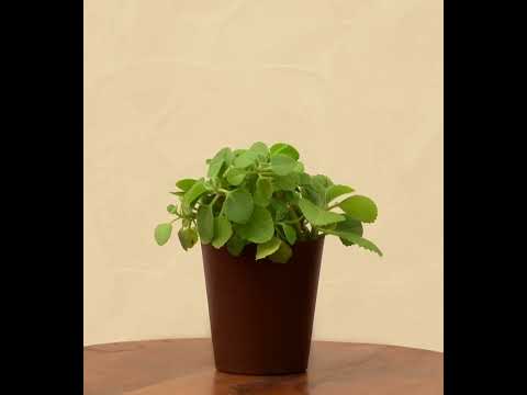 Ajwain Plant