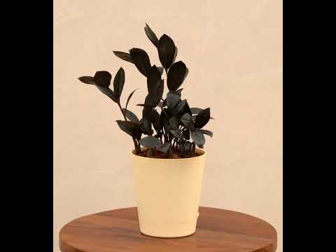 Zamia ZZ Black Plant