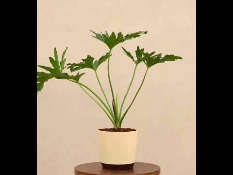 Philodendron Selloum Green Plant