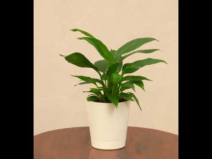 Peace Lily Plant