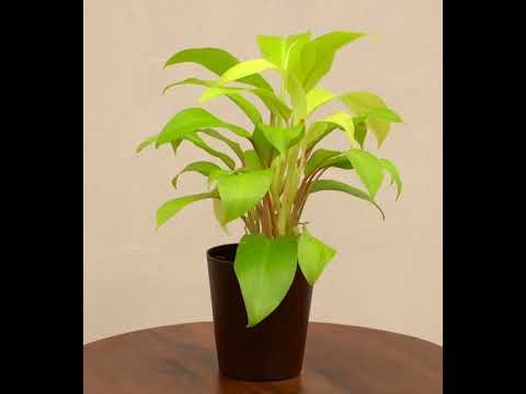 Philodendron Ceylon Golden Plant