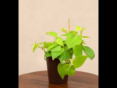 Philodendron Oxycardium Golden Plant