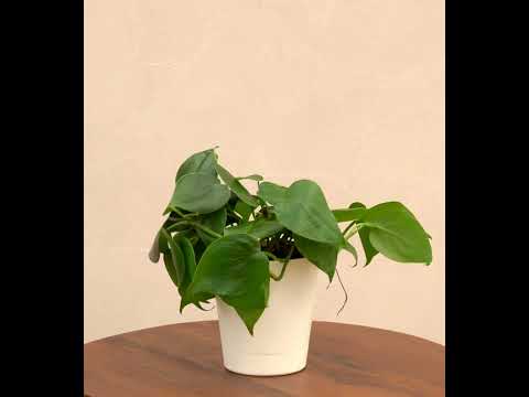 Philodendron Oxycardium Green Plant