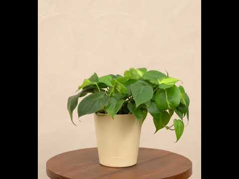 Philodendron Oxycardium Green and Variegated Plant Bouquet