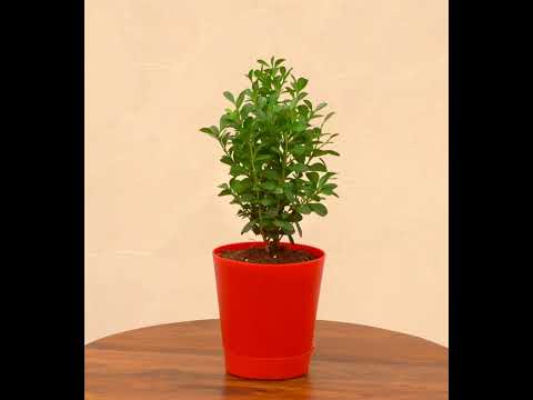 Boxwood Buxus Plant