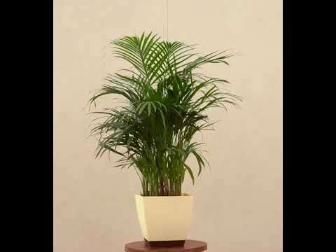 Areca Palm Plant XL