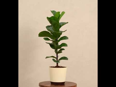 Fiddle Leaf Fig Plant