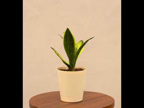 Sansevieria Gold Flame Snake Plant